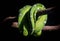 Coiled snake on tree - Emerald tree boa