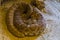 Coiled up red diamond rattlesnake in closeup, venomous pit viper specie fro