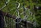 Coils of barbed wire on a metal fence with a blurred background of green leaves of trees