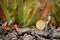 Coin cent euro on background green plants, copy space