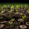 Coin and green seedling growing out of soil in sunshine