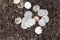 coin soil