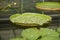 Coins in Giant Victoria lotus leaf