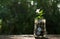 Coins in glass jar with plant concept under garden background.