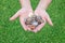 Coins in hands on grass