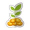 coins plant isolated icon