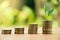 Coins stacked on stairs. Trees grow. Blurred background. The orange glow from the morning sunlight. business growth and marketing