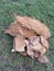 Coir coconut and coconut shell that has been split