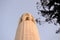 Coit Tower at sunset, partially framed by a tree