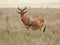 Coke Hartebeest - Alcelaphus buselaphus or kongoni, antelope native to Kenya and Tanzania, can breed with Lelwel hartebeest,