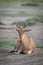 Coke hartebeest lies on savannah facing forward