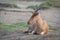 Coke hartebeest lies on savannah facing left