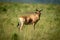 Coke hartebeest stands chewing grass in savannah