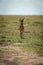 Coke hartebeest stands facing camera on savannah