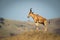 Coke hartebeest stands on mound in profile