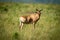 Coke hartebeest stands on savannah watching camera