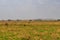 Coke\\\'s hartebeest (Alcelaphus buselaphus cokii) or kongoni in Serengeti national park in Tanzania, Africa