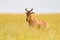 Coke`s hartebeest, antelope with V shaped horns in open grassland at Serengeti National Park in Tanzania, Africa