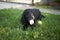 Coker spaniel in the garden