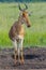 Cokes Hartebeest, Masai Mara, Kenya