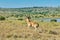 Cokes Hartebeest, Running Nairobi National Park, Kenya