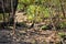 A Colaptes campestris bird walking in the field on sunny day