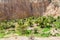 Colca canyon