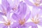 Colchicum