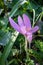 Colchicum alpinum wild flowers in Vanoise national Park, France
