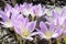 Colchicum autumn