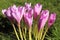 Colchicum autumnale