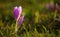 Colchicum autumnale autumn crocus