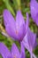 Colchicum autumnale Autumn Crocus