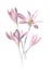 Colchicum autumnale, commonly known as autumn crocus, meadow saffron or naked ladies flower. Antique hand drawn field flowers illu