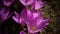 Colchicum autumnale: Crocus flowers on green grass, close up. Spring or Autumn crocus, meadow saffron.