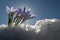 Colchicum autumnale, Mountain Merendera. remove shops, Flower in the snow