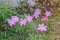 Colchicum autumnale pink Commonly known as autumn, saffron, meadow