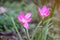 Colchicum autumnale pink Commonly known as autumn, saffron, meadow