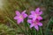 Colchicum autumnale pink Commonly known as autumn, saffron, meadow