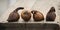 Colchicum bulbs on wooden background