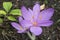 Colchicum cilicicum violet flowers.