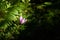 Colchicum flower illuminated by a sunbeam in a shady undergrowth