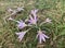 Colchicum flowering with delicate pink flowers Latin - Colchicum