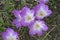 Colchicum flowers