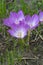 Colchicum flowers