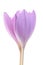 Colchicum flowers