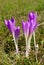 Colchicum flowers of the field