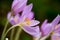 Colchicum flowers just bloomed in autumn time