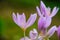 Colchicum just blossomed