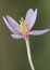 Colchicum lusitanum autumn crocus meadow saffron or naked lady is a beautiful toxic pink purple autumnal flower despite its beauty